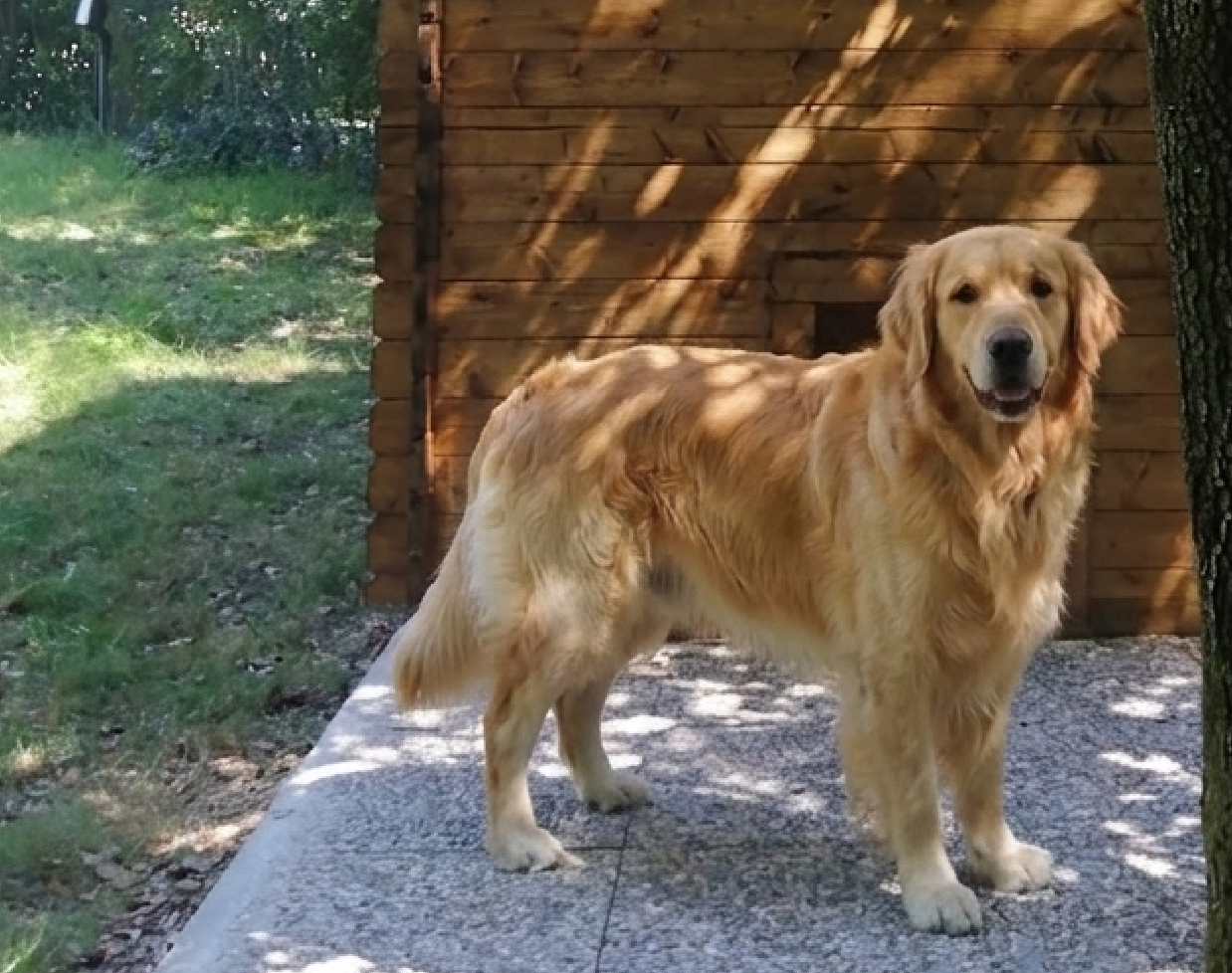 casetta in legno, casetta da giardino, casette italia