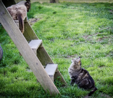 casette per gatti e cani