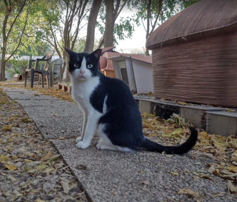 casette per gatti e cani
